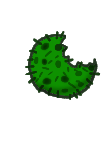 Kaktuskeks